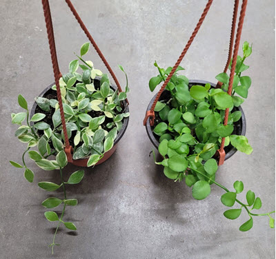 5" Dischidia Assortment HB